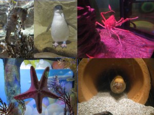 sea-life_aquarium