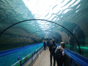 sea-life_tunnel