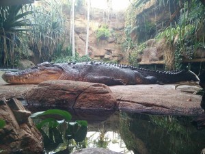 wild-life_crocodile
