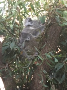 wild-life_koala